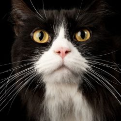 ¿Para qué sirven los bigotes de los gatos?